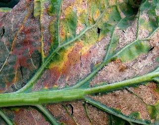 花菜有虫害怎么治,早春露地花菜有什么病虫害