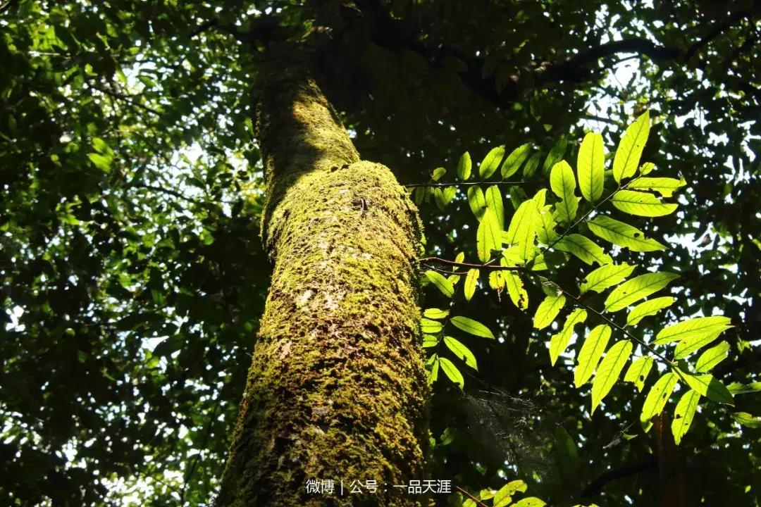 宋端宗、文天祥和红军都钟爱的明溪古村，我们有什么理由拒绝？