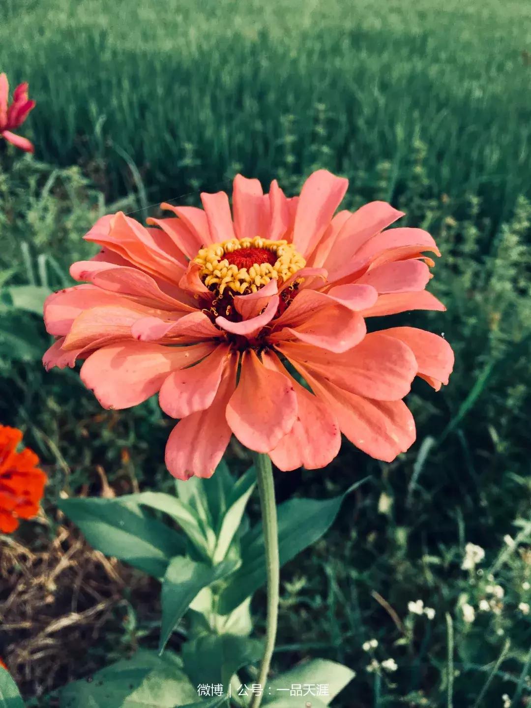 宋端宗、文天祥和红军都钟爱的明溪古村，我们有什么理由拒绝？