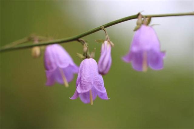 风铃草怎么养分枝多,风铃草盆栽怎么养护