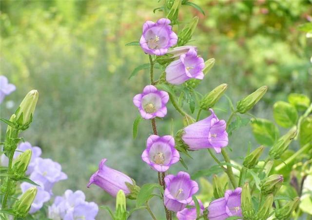 风铃草怎么养分枝多,风铃草盆栽怎么养护