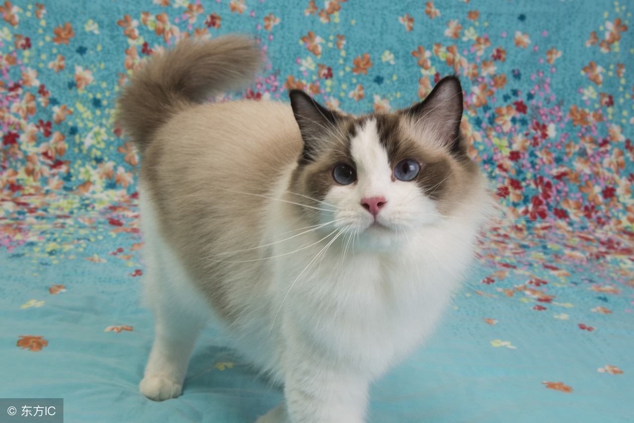 最可爱的几种猫种,最可爱的猫前十名是什么