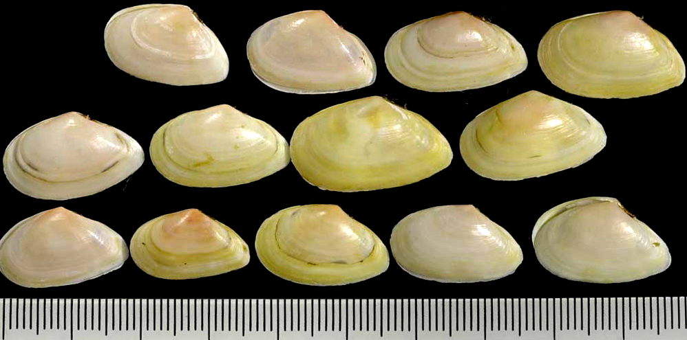 海边贝类种类,各种贝类的名称