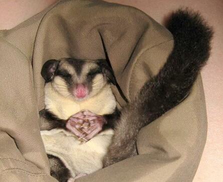 网红蜜袋鼯怎么养,超萌小宠物蜜袋鼯