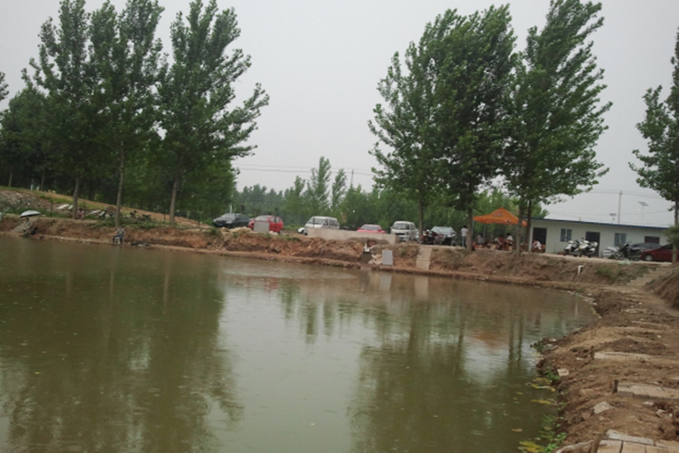 为什么黑坑钓鱼这么难,3月黑坑鲤鱼为什么那么难钓