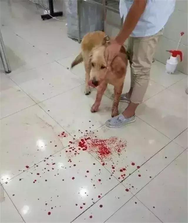 狗食物中毒肾衰竭,狗肾衰竭放弃治疗能活多久