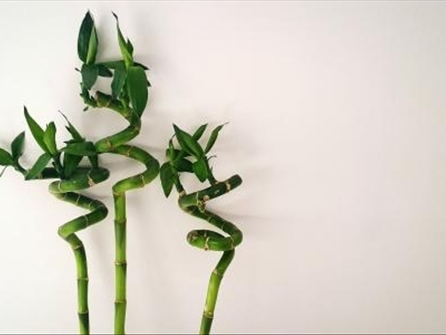 富贵竹黄叶烂根怎么解决,富贵竹黄叶怎么补救最佳方法