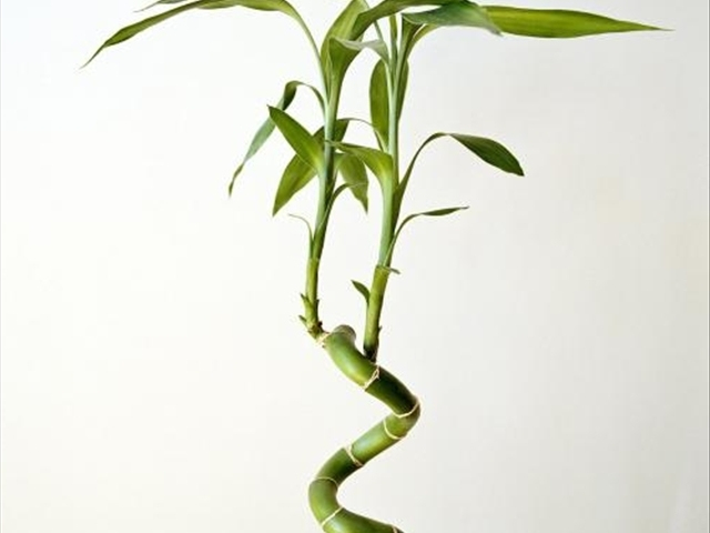 富贵竹黄叶烂根怎么解决,富贵竹黄叶怎么补救最佳方法