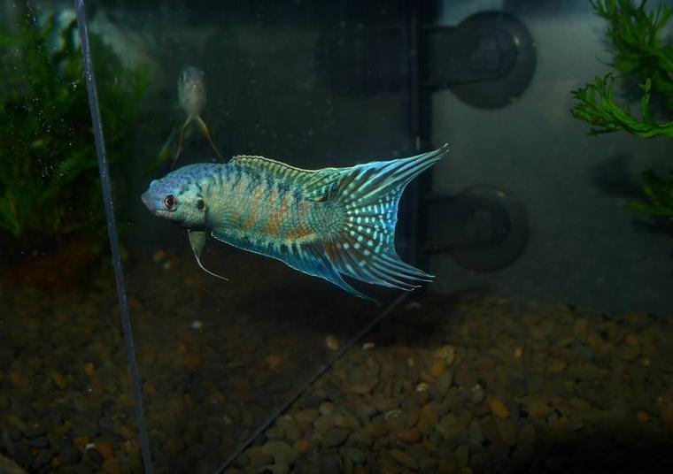 龙鱼热带鱼价格表和品种,高端热带观赏鱼排行榜金龙鱼