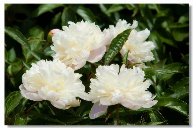 与白芍有关的中药,白芍美容养颜方