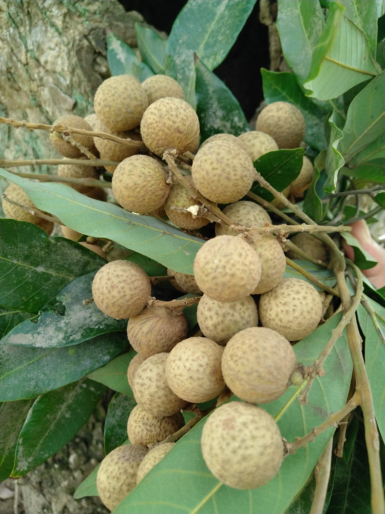 泸州青皮桂圆,泸州桂圆哪个地方产的最好最正宗