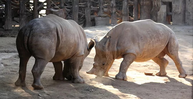 去长鹿旅游休博园需要带什么,去长鹿旅游休博园住哪里