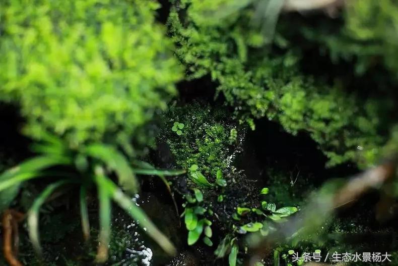 自己动手做水陆缸需要多少钱,第一次做缸视频教程