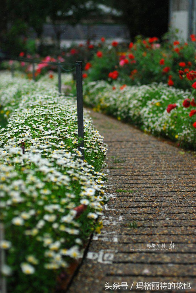 开满鲜花的小路教学设计一等奖,园丁培植万朵花
