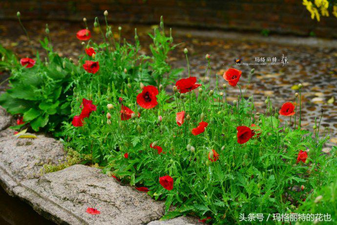 开满鲜花的小路教学设计一等奖,园丁培植万朵花