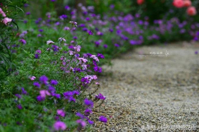 园丁修剪灌木,开满鲜花的小路教学设计一等奖