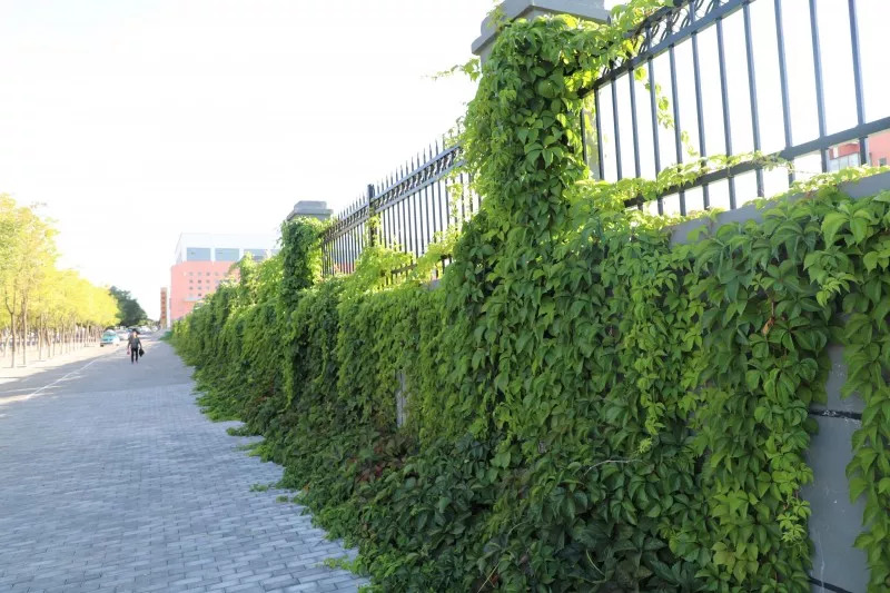 东胜的公立幼儿园有哪些,有了它你还怕迷路吗