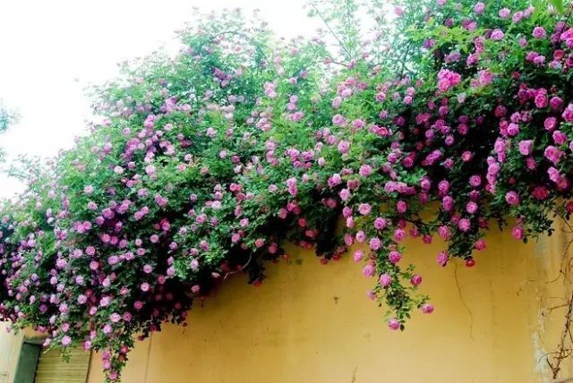 一生以花为伴,以花为伴虚度光阴