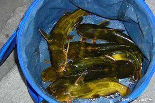 黄颡鱼用什么饵料开饵,黄颡鱼夏季用什么饵最好