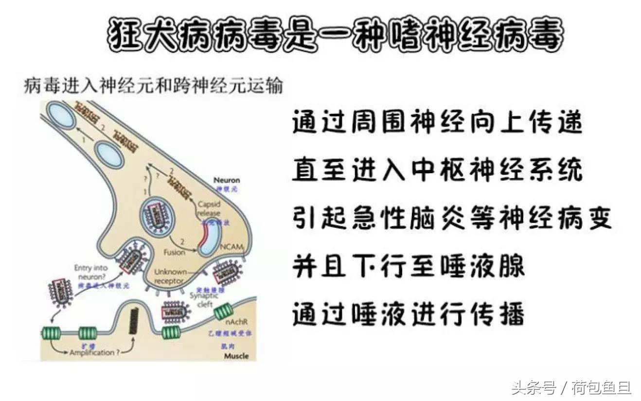 猫抓伤要打狂犬病疫苗吗,被猫抓伤咬伤会生病吗