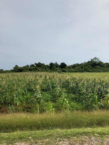 菲律宾自由行住宿雾岛,菲律宾薄荷岛宿务自由行