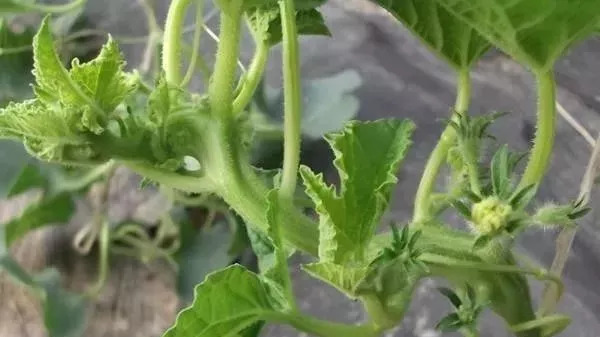 农资店老板透露了一个混合配方,各种农药的配兑技巧分享给农友们