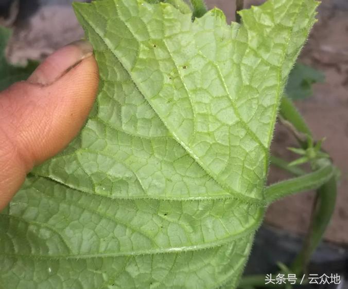 黄瓜苗上出现白点是啥原因,黄瓜里面有白点是什么原因