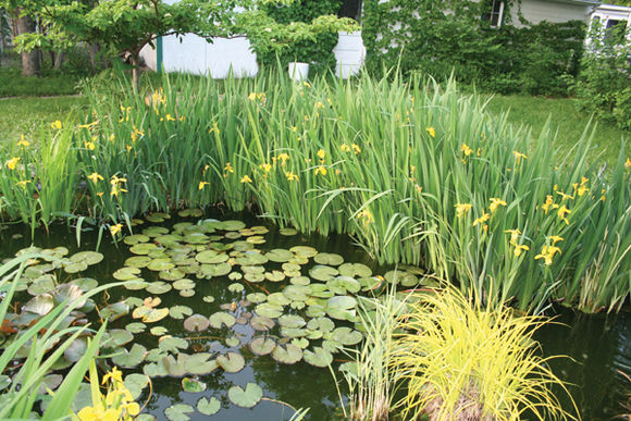 「龟龟环境篇」沼泽过滤(bogfilter):一种原生态水处理技术