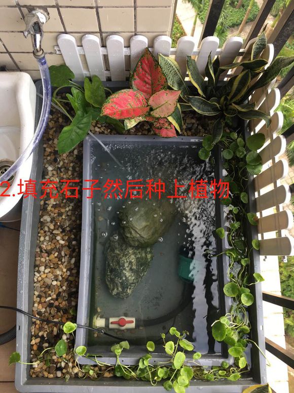 龟缸沼泽过滤系统视频,龟池沼泽过滤