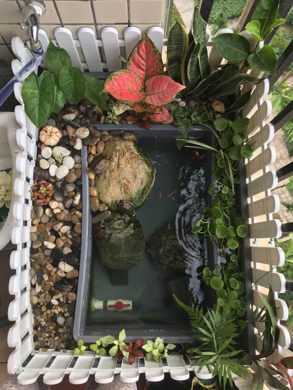 「龟龟环境篇」沼泽过滤(bogfilter):一种原生态水处理技术