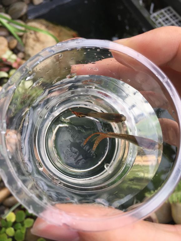 龟缸沼泽过滤系统视频,龟池沼泽过滤