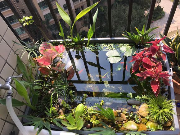 「龟龟环境篇」沼泽过滤(bogfilter):一种原生态水处理技术