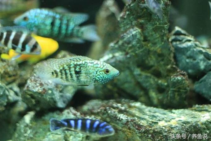 三湖慈鲷养几条才不会打架,蝴蝶三湖慈鲷和普通三湖哪个好