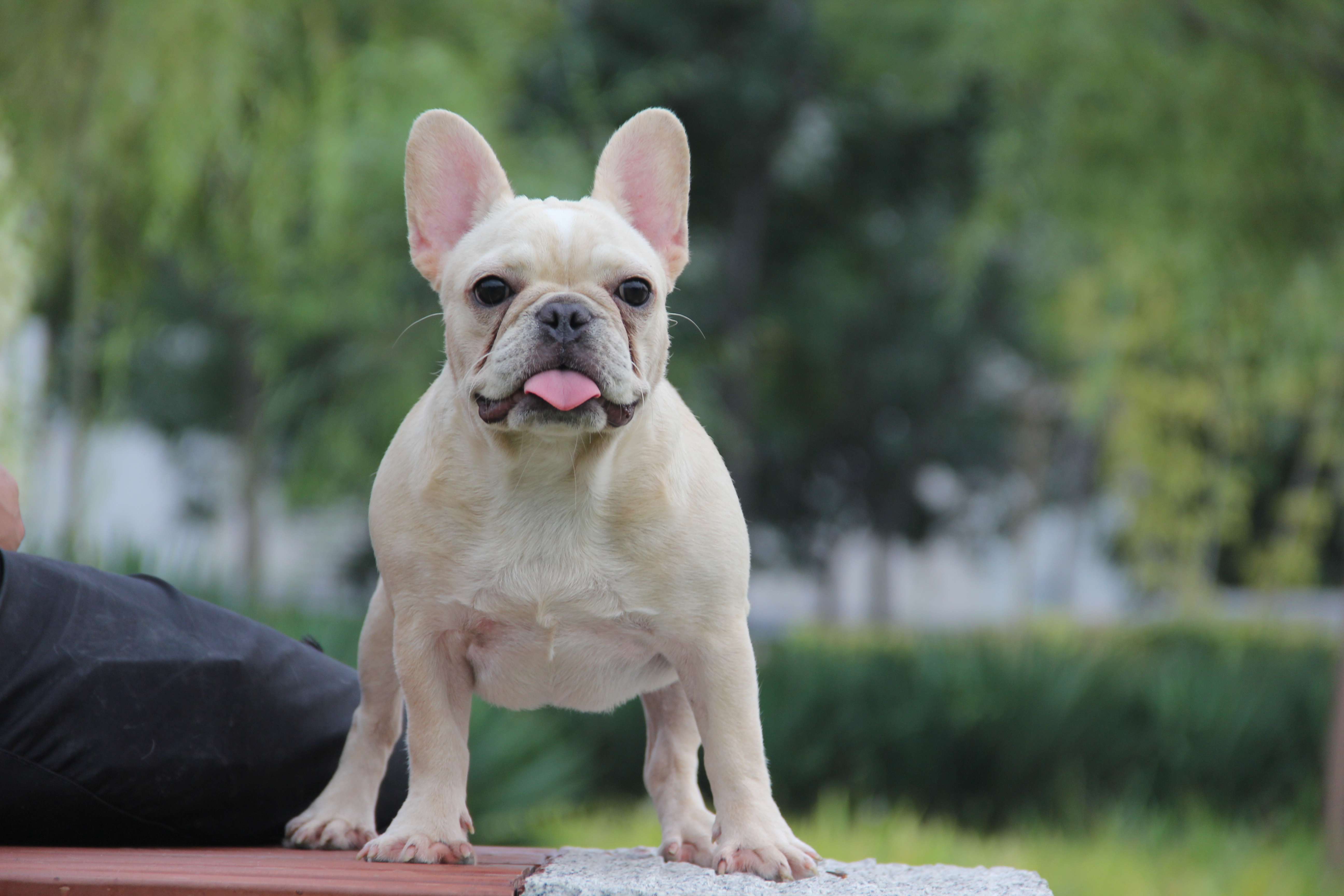 法国斗牛犬狗粮的吃法,法国斗牛犬狗粮什么牌子好