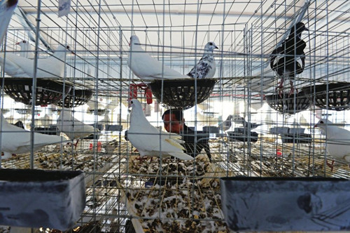 鸽子孵化老是死掉怎么回事,鸽子几个月停止生长