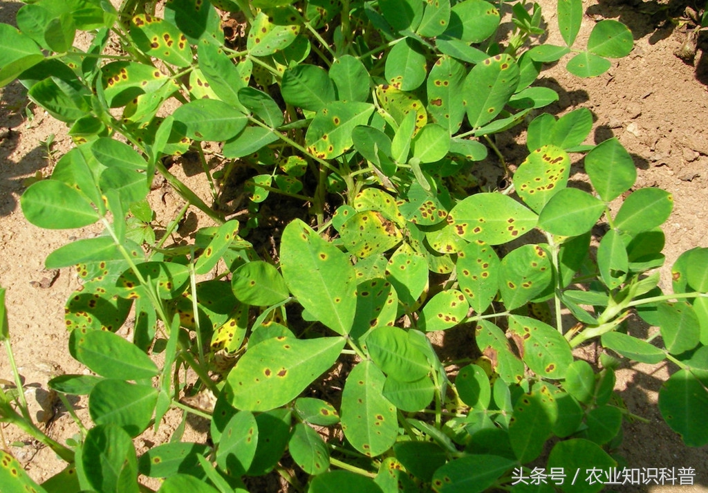 花生红蜘蛛怎么防治,花生蓟马红蜘蛛危害症状区别