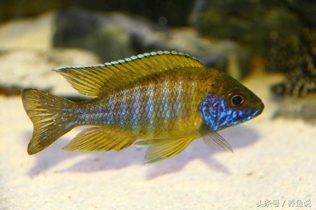 三湖慈鲷刚孵化的鱼苗一次喂多少,三湖慈鲷鱼卵孵化过程中有红血点