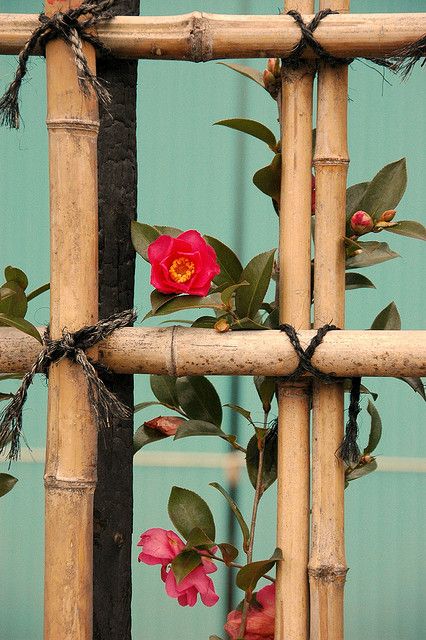 庭院元素,庭院竹子造型布局