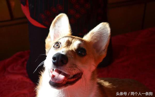 柯基犬幼犬生病怎么治疗,小柯基幼犬挺容易生病