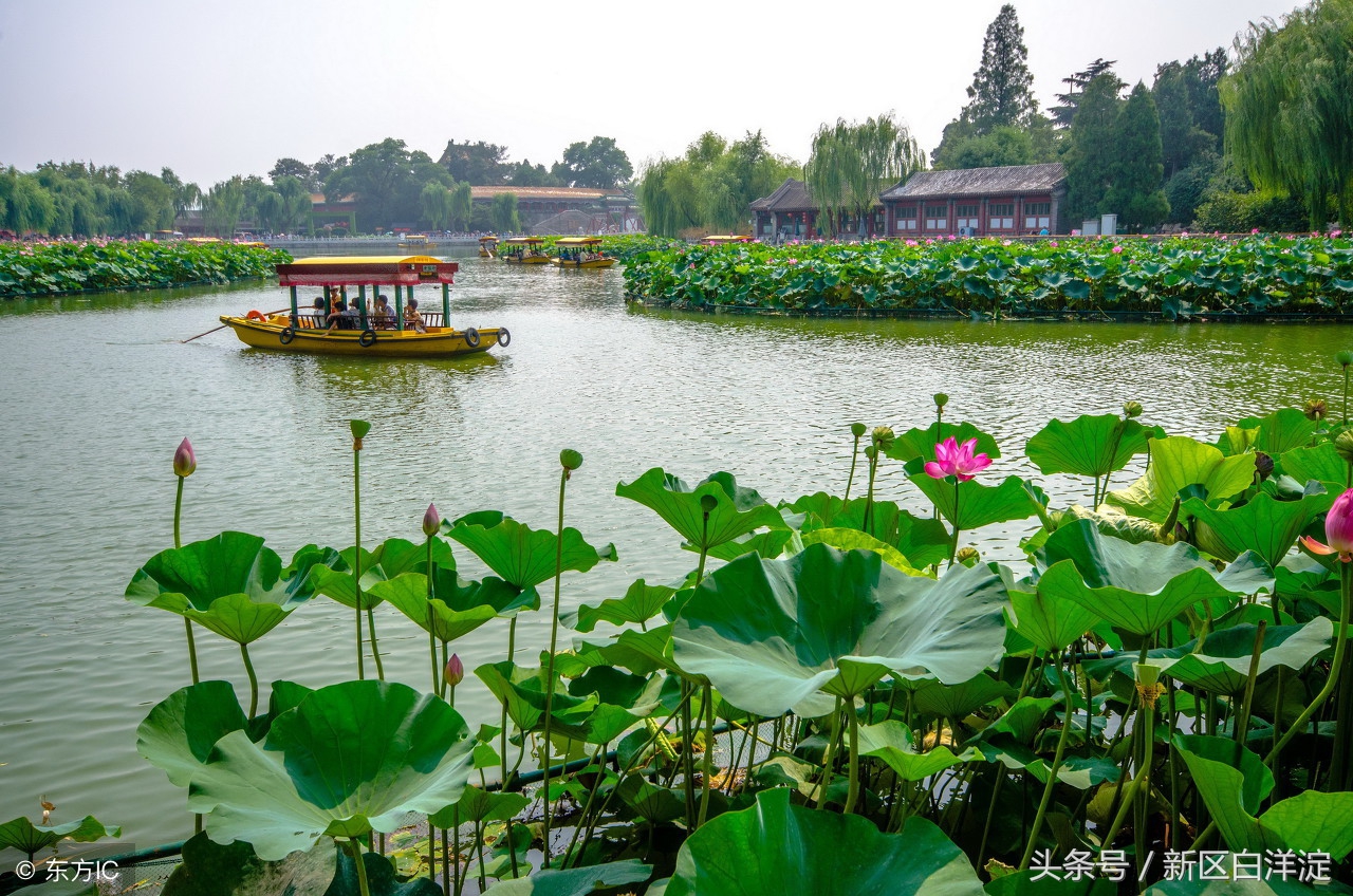 白洋淀导游讲解词,白洋淀导游词5分钟