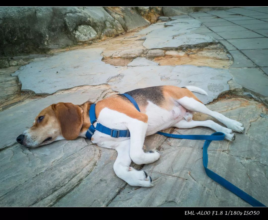 拍星空马小路三脚架推荐,马小路最新高端三脚架评测