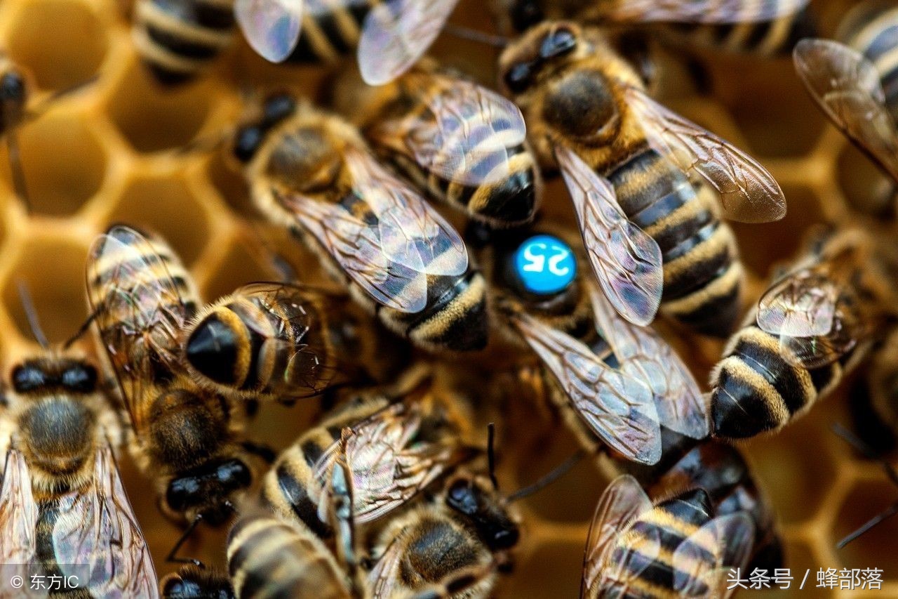 为什么有的蜂王筑巢有的不筑巢,为什么蜂王不飞