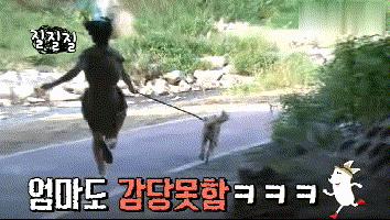 流浪狗收养后如何训练,收养流浪狗怎么训练