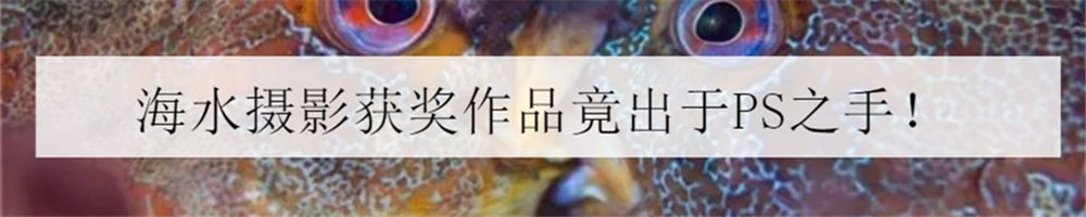 海洋小百科大全,海水小百科毯子蟹