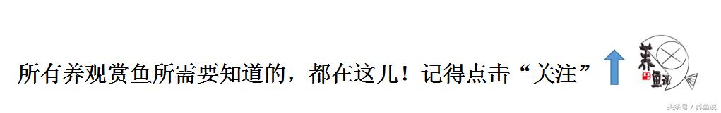 原生观赏鱼大全,原生观赏鱼与观赏鱼的区别