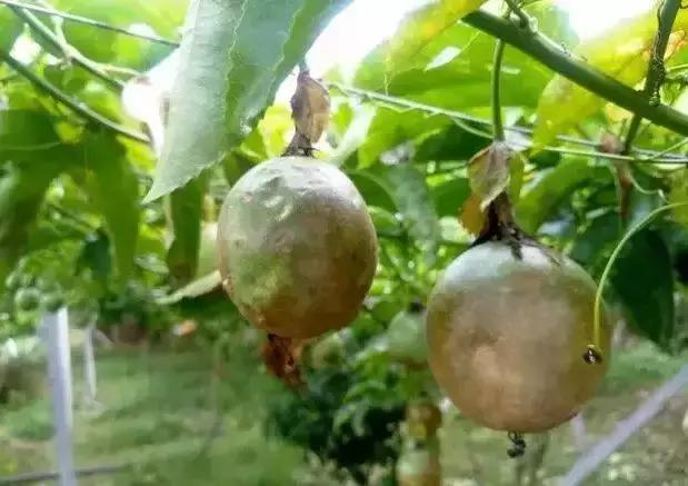 百香果树有什么病害,百香果掉叶的病害