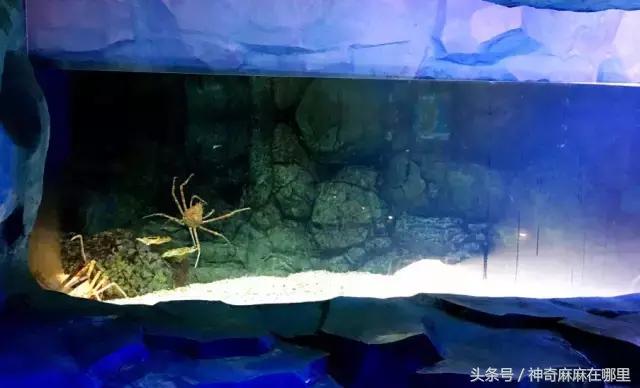 珠海长隆旅游攻略3天自由行,亲子游珠海长隆一日游攻略