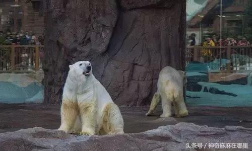 珠海长隆旅游攻略3天自由行,亲子游珠海长隆一日游攻略