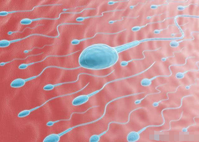 精子进入女人体内没有“受精”，会去哪呢？看完或许你就有答案了