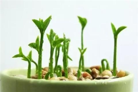 自制花肥恶臭冲天？用这4个小窍门，花肥不*作臭**用更好！